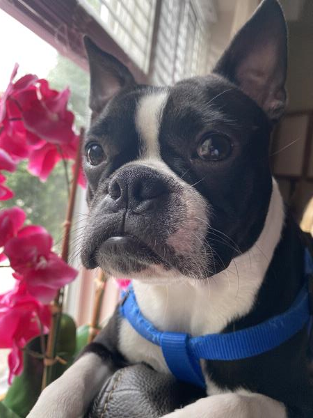 /Images/uploads/Miss Nutfield Scholarship Program/miss-nutfield-pet-photo-contest/entries/31024.jpg